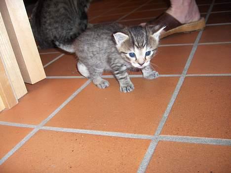 Blanding af racer Bimbo - skal til at gå en lille tur hvor mor ikk er med billede 2