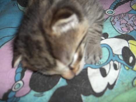 Blanding af racer Bimbo - er lige blevt født billede 3