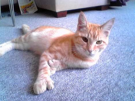 Maine Coon Linus billede 4