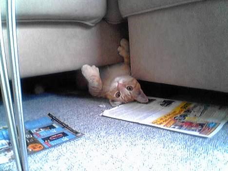 Maine Coon Linus billede 5