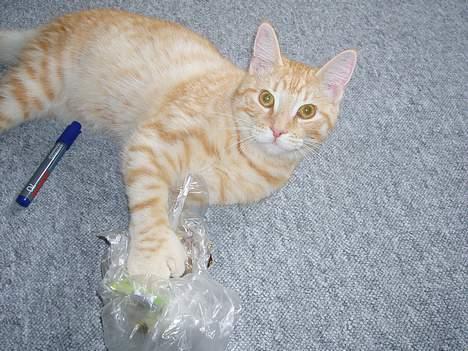 Maine Coon Linus billede 6