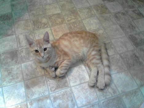 Maine Coon Linus billede 7