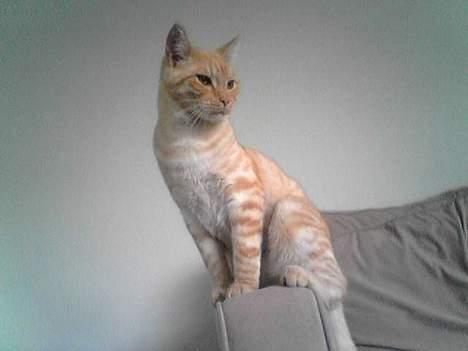 Maine Coon Moritz billede 3