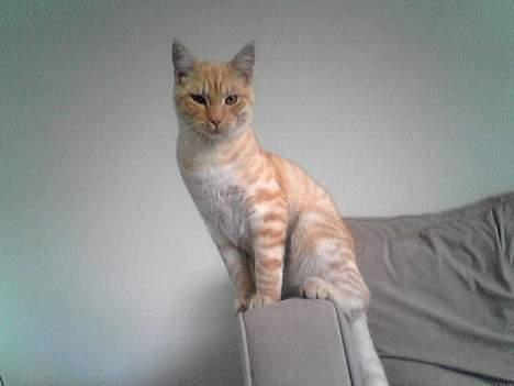 Maine Coon Moritz billede 4