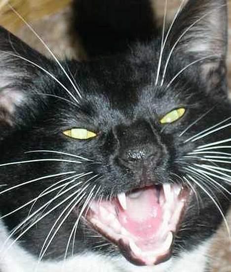 Huskat Tyson - GRAARH Farlig missekat billede 11