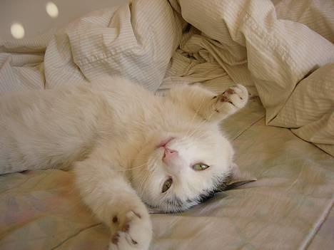 Huskat Elvis (Abekatten) - GRAH Kom bar an!! Sengen er MIN!! billede 14