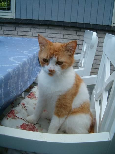 Blanding af racer Ginger - Ginger sidder i stolen ude på terrassen, billede 13