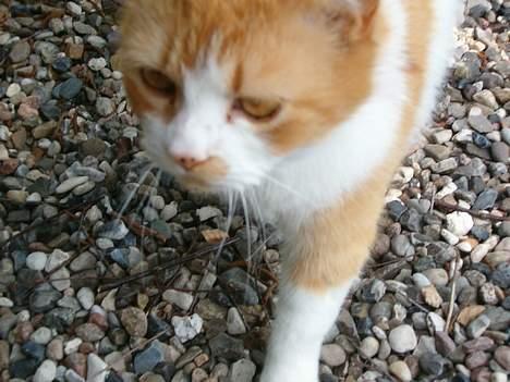 Blanding af racer Ginger - Tæt på ;-) billede 14