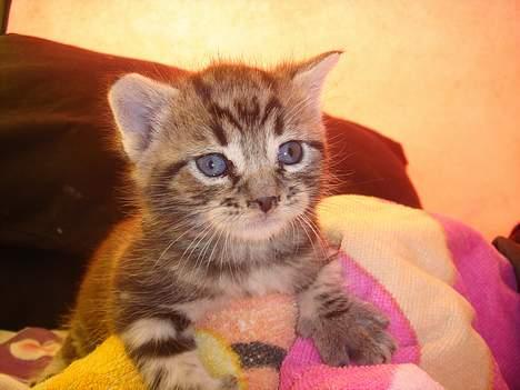 Huskat Marvin *DØD* - se mig billede 1