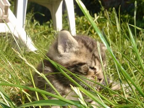 Huskat Marvin *DØD* - det er første gang jeg er ude den 16/06-2005 billede 2