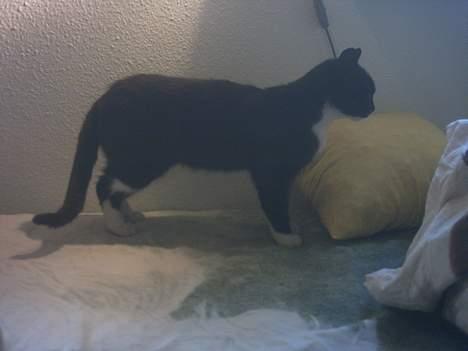 Blanding af racer Lille mus... billede 10