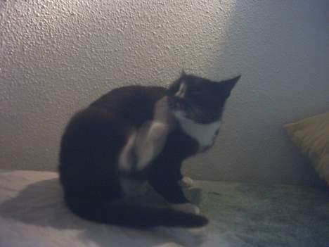 Blanding af racer Lille mus... billede 11