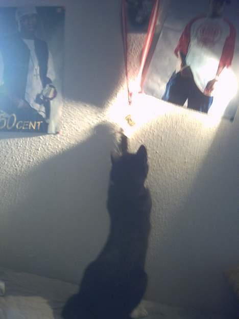 Blanding af racer Lille mus... billede 12