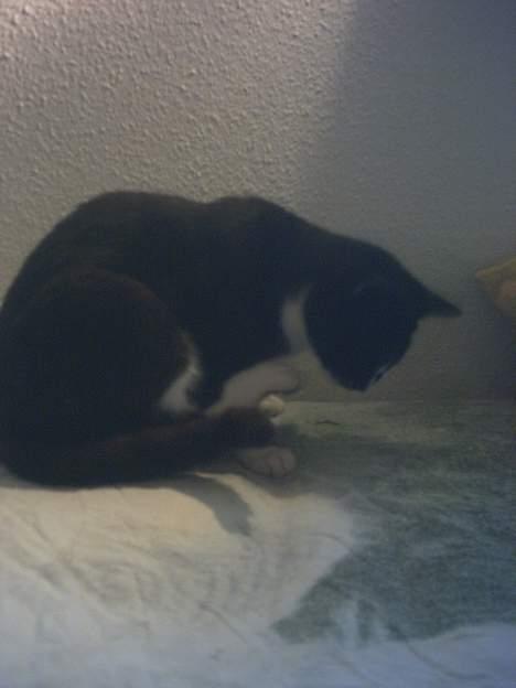 Blanding af racer Lille mus... billede 13