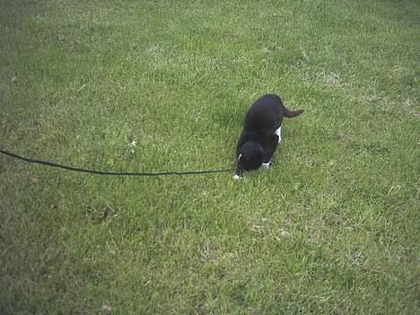 Blanding af racer Lille mus... billede 14