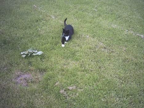 Blanding af racer Lille mus... billede 15