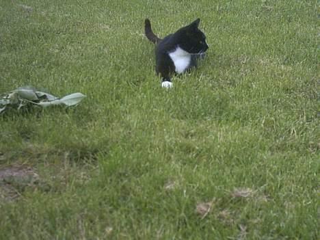 Blanding af racer Lille mus... billede 16