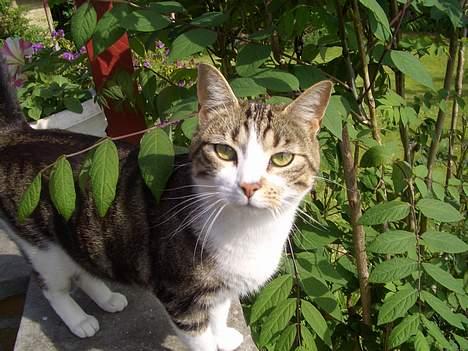 Blanding af racer Malli billede 1