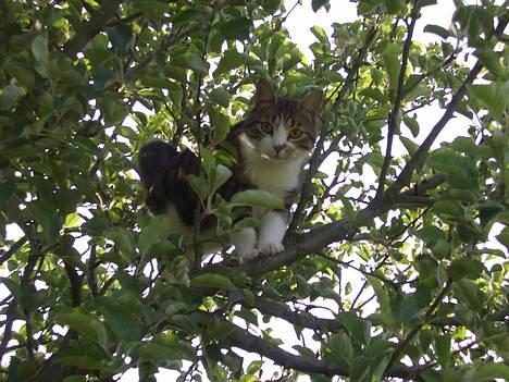 Blanding af racer Malli billede 2