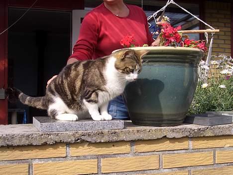 Blanding af racer Malli billede 4