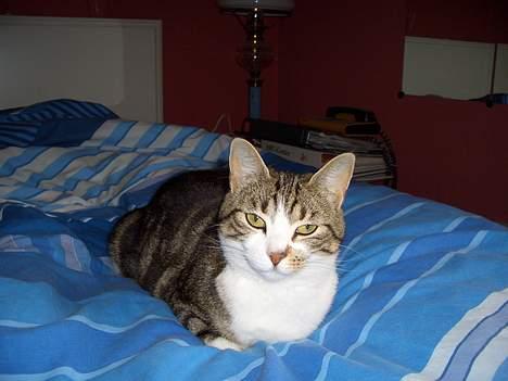 Blanding af racer Malli billede 5