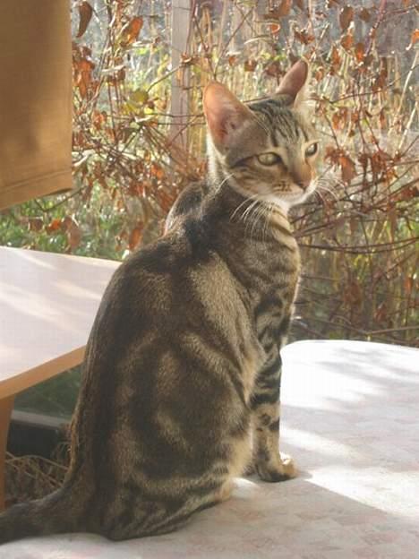 Sokoke Fanisana af Jilori DK billede 1