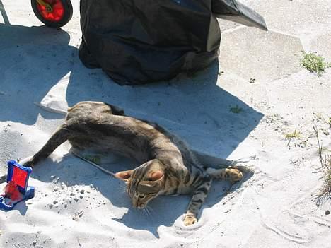 Sokoke Fanisana af Jilori DK billede 2