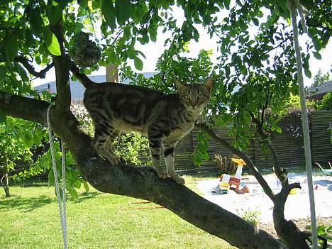 Sokoke Fanisana af Jilori DK billede 3