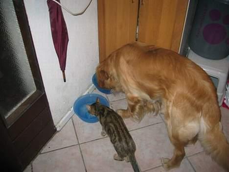 Sokoke Fanisana af Jilori DK billede 4