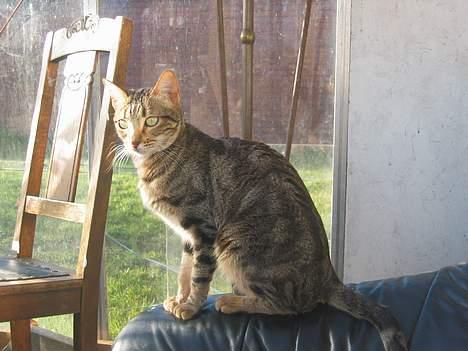 Sokoke Fanisana af Jilori DK billede 5