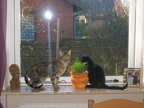 Sokoke Fanisana af Jilori DK billede 6