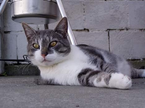 Huskat  *_Findus_* billede 18