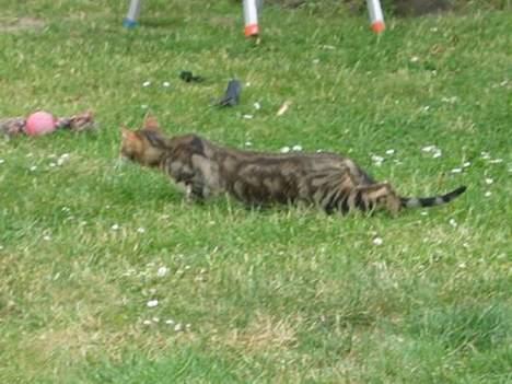 Sokoke Fanisana af Jilori DK billede 7