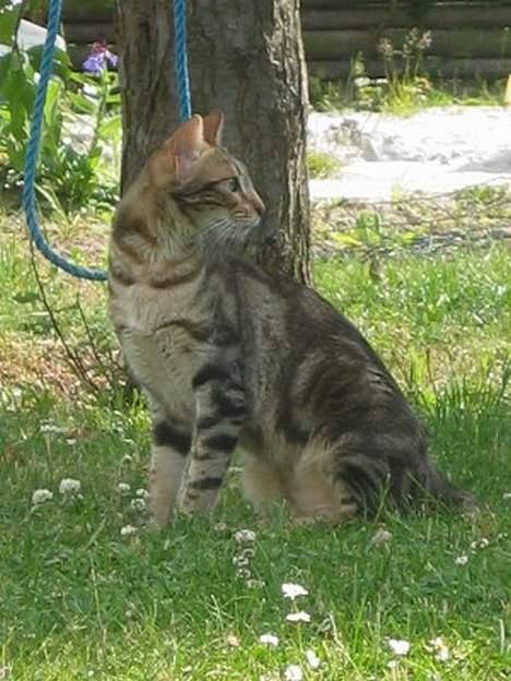 Sokoke Fanisana af Jilori DK billede 8