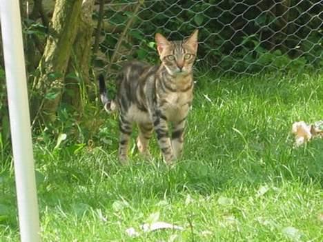 Sokoke Fanisana af Jilori DK billede 9