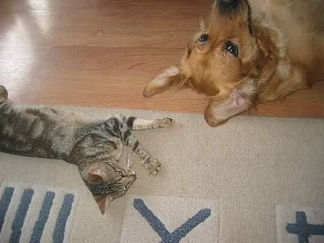 Sokoke Fanisana af Jilori DK billede 10