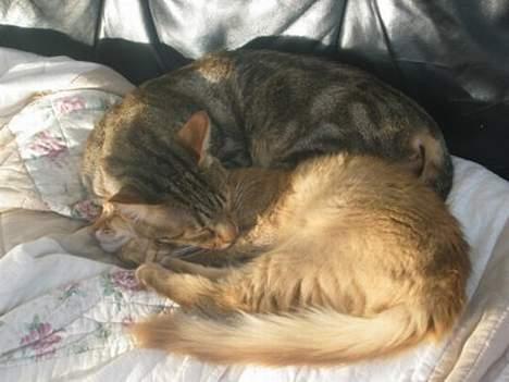 Sokoke Fanisana af Jilori DK billede 11