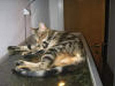 Sokoke Fanisana af Jilori DK billede 12