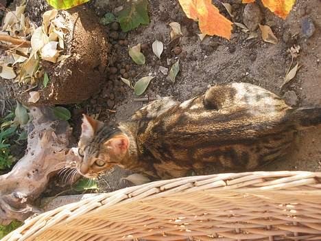 Sokoke Fanisana af Jilori DK billede 13