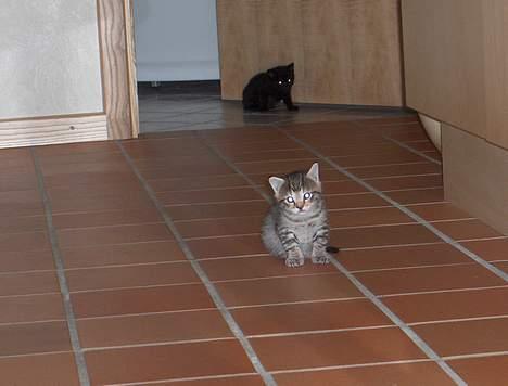 Blanding af racer Bimbo - hejhej  billede 4