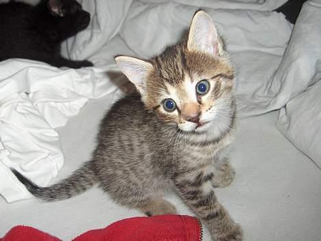 Blanding af racer Bimbo - sidder lige og kigger lidt billede 5