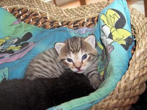 Blanding af racer Bimbo - JUbii nu har jeg øjene  billede 6