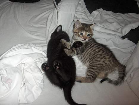 Blanding af racer Bimbo - jeg leger lige med Nike billede 7