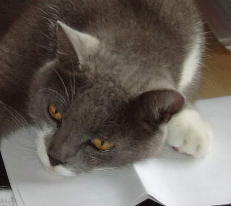 Blanding af racer Picasso billede 12