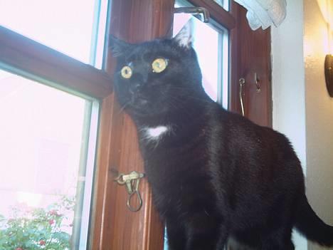 Huskat Store mis - Jeg kan holde øje med det hele selvom jeg er indenfor billede 20