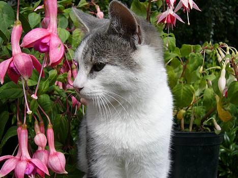 Huskat ?!?  - Hvad så hvis jeg kigger den vej?! billede 1