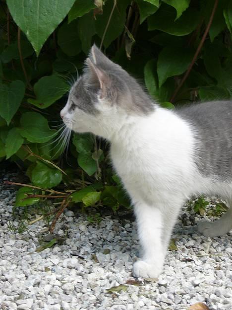 Huskat ?!?  - Hvad var det? billede 2