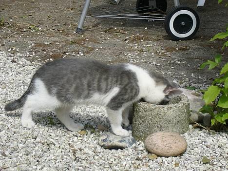 Huskat ?!?  - Titte bøh?! billede 3