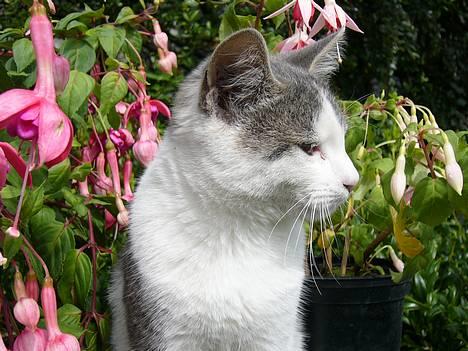 Huskat ?!?  billede 7