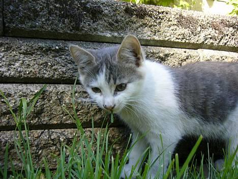 Huskat ?!?  billede 9